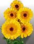 Seminte profesionale Calendula officinalis - Galbenele - imagine 49099